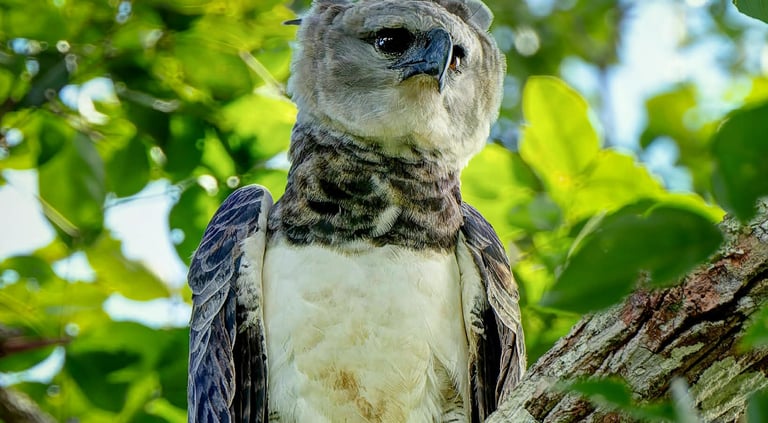 Manu National Park Photography Tour