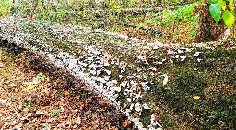 Chattanooga - Audubon Acres is a protected nature sanctuary