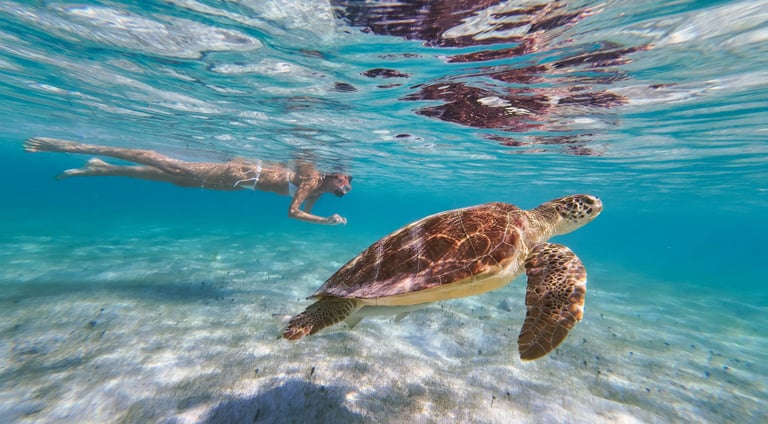sea turtles adventure - underwater experience - lagoon expedition - st barth