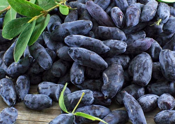 camerise - variété Aurora