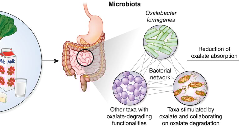 microbiome kidney axis