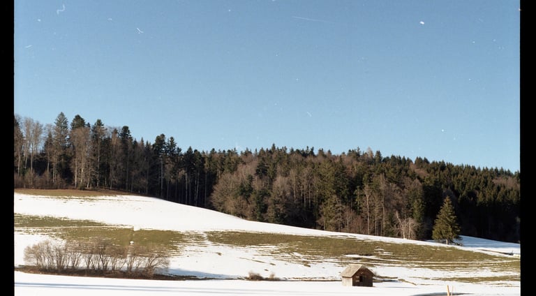 Blick auf ein verschneiten Feld, im Hintergrund ein immergrüner Wald und ein strahlend blauer Himmel