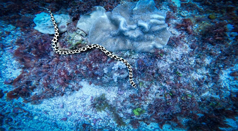 A black and white spotted moray eel swims over a tropical coral reef with sponges and sea plants.