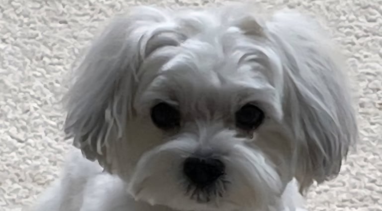 Beautiful White Female Mal-Shi in Texas.