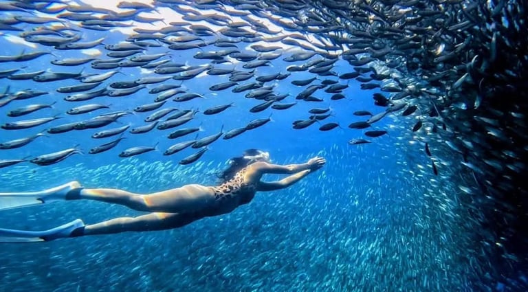 a woman swimming in the ocean chasing the sardines