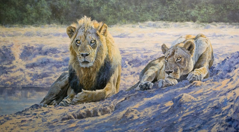A pair of courting Lions on the banks of the Luangwa River in Zambia