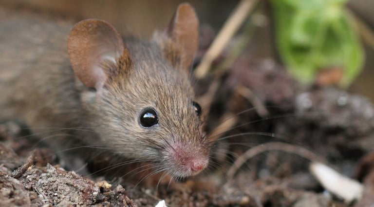 dératisation, dératiseur montélimar, extermination de rats, exterminateur de souris montélimar