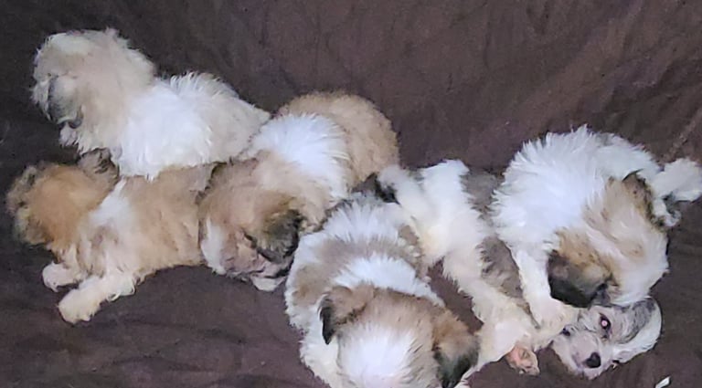 Five Registered Designer Breed Mal-Shi Pups laid on Brown blaket