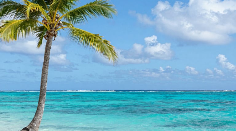 palm tree on beach shore during daytime