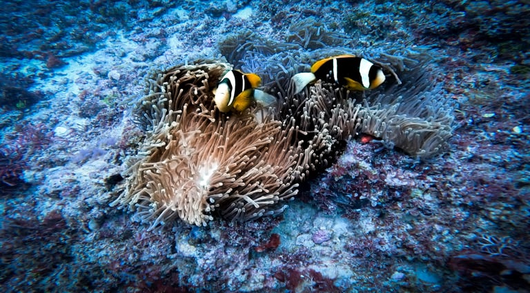 Two black and yellow Clark's anemonefish swimming among the tentacles of a sea anemone on a coral reef.