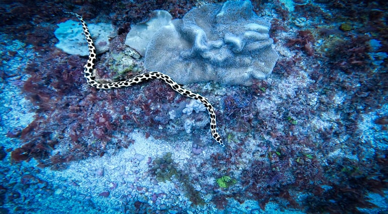 A black and white spotted moray eel swims over a tropical coral reef with sponges and sea plants.