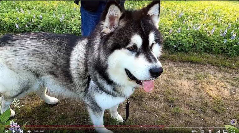 Watch Page: GoPro Example Video