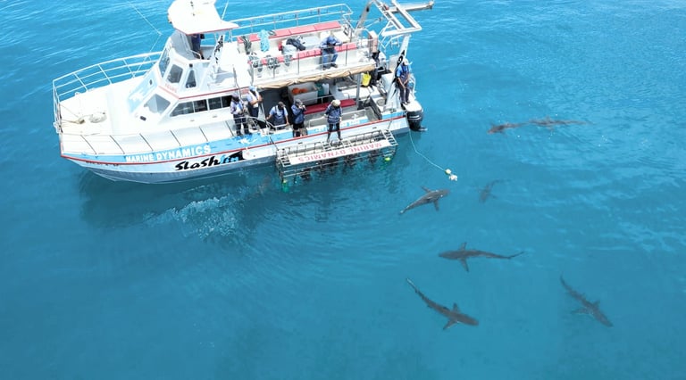 Shark Cage Diving Activities at White Shark Guest House in Gansbaai