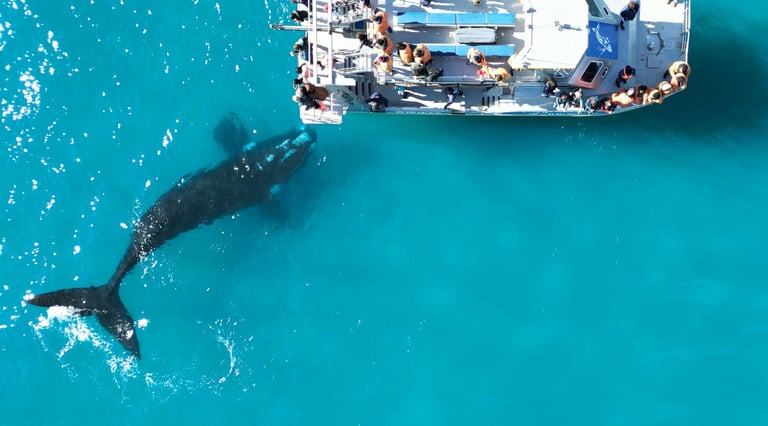 Whale Watching Activities at White Shark Guest House in Gansbaai
