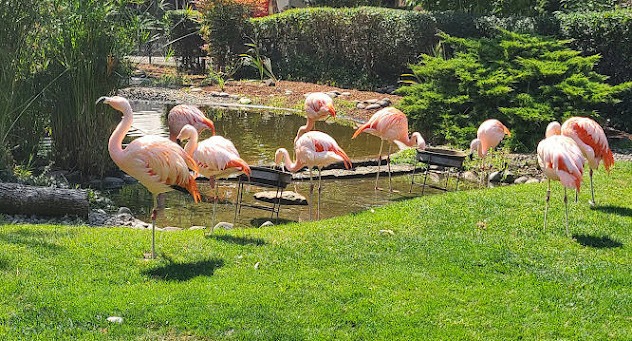 Winston Safari Village cranes at the pond at Wildlife Safari