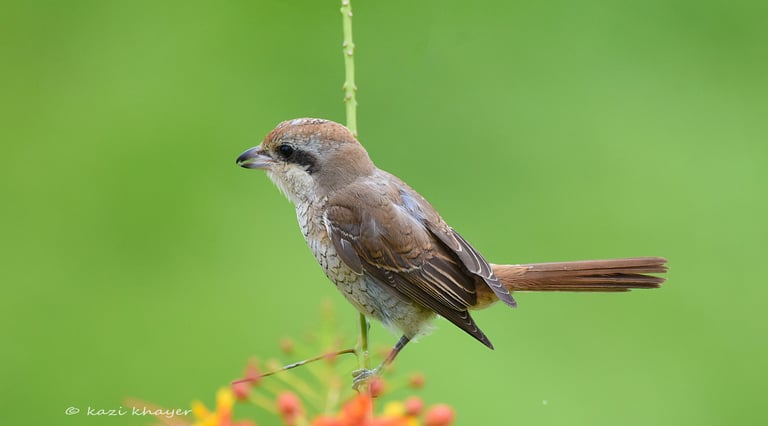 A Brown Shrike bird.