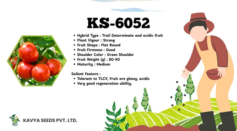Kavya Seeds KS-6052 hybrid tomato seeds product information featuring fresh red tomatoes and plant specifications.
