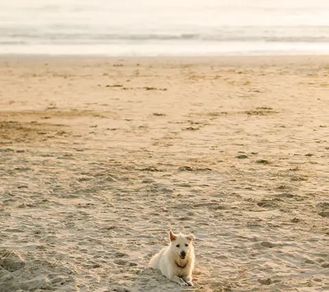 Family dog relaxing on the sand during a sunset family photography session at Jimbaran Beach Bali