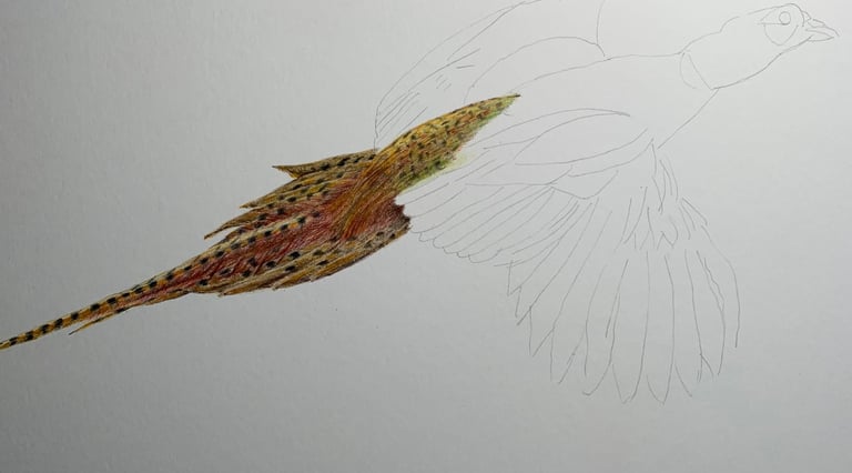 Pheasant portrait