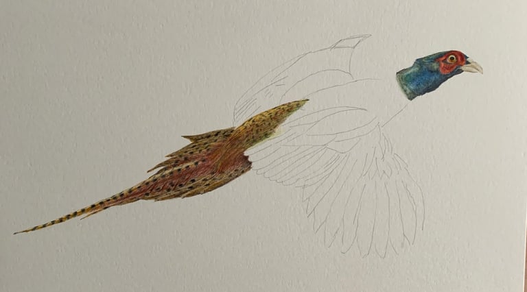 Pheasant portrait