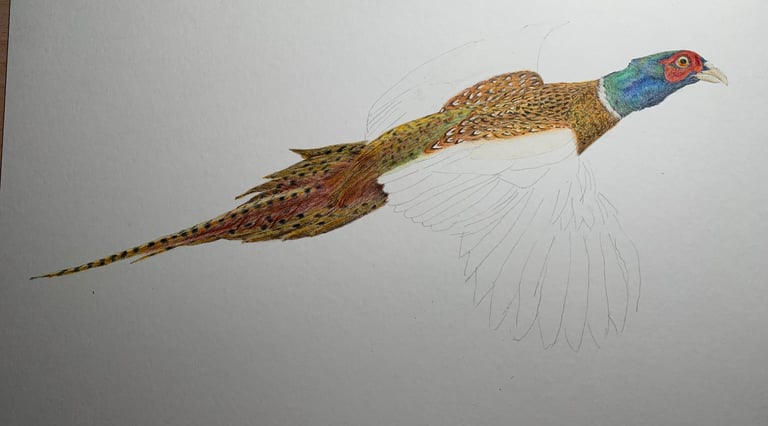 Pheasant portrait