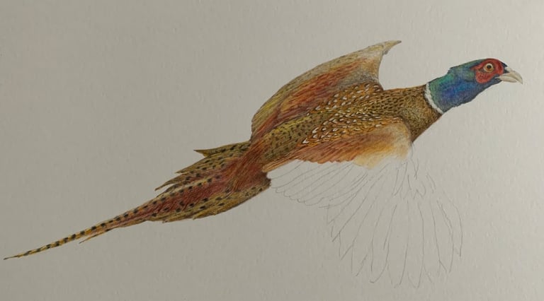 Pheasant portrait