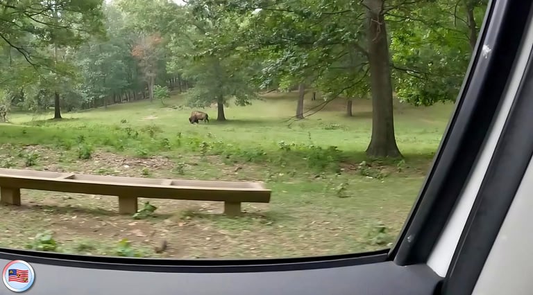 bison at lone elk park