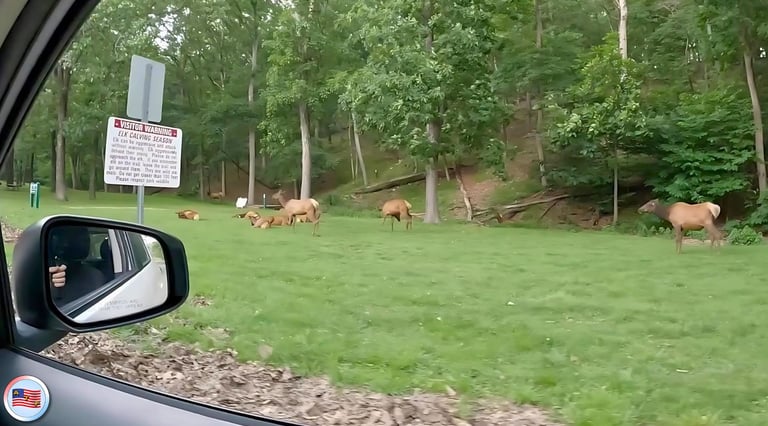 elk at lone elk park