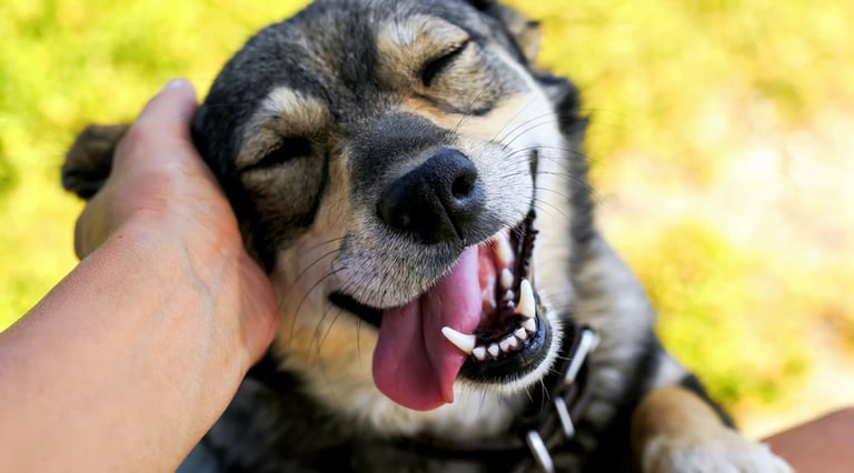 Gelukkige, gezonde hond geniet van een aai over zijn kop na een succesvolle oorverzorging.