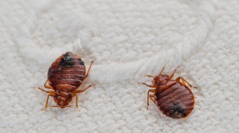 Bad Bugs Pest Control Service