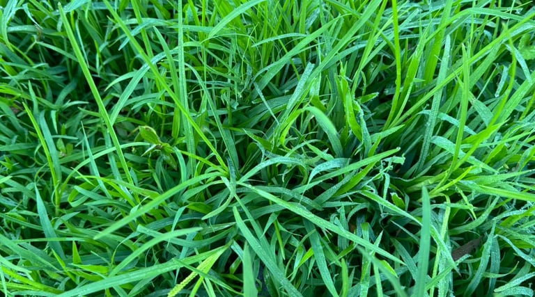 GRAMA LÍQUIDA: Germinação após 45 dias de aplicação