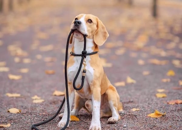 K9 Bedbug Detection Service Dog in Dorval provided by Accord Extermination