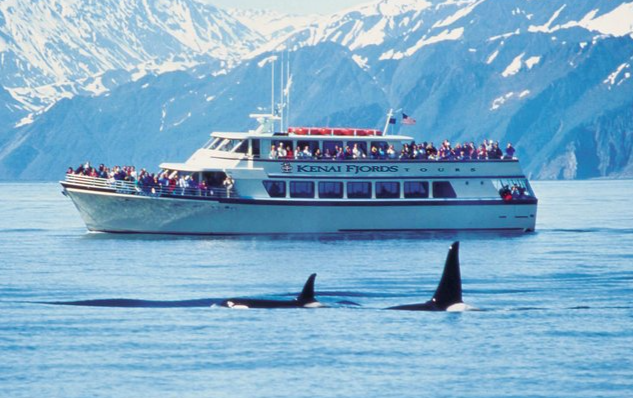 A Kenai Fjords whale watching tour boat observes orcas swimming in front of snow-capped Alaska mountains.