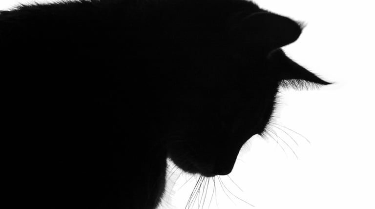 The silhouette of a black cat