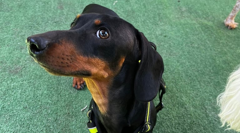 Propiocepción en perros