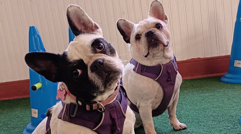 Socialización de perros