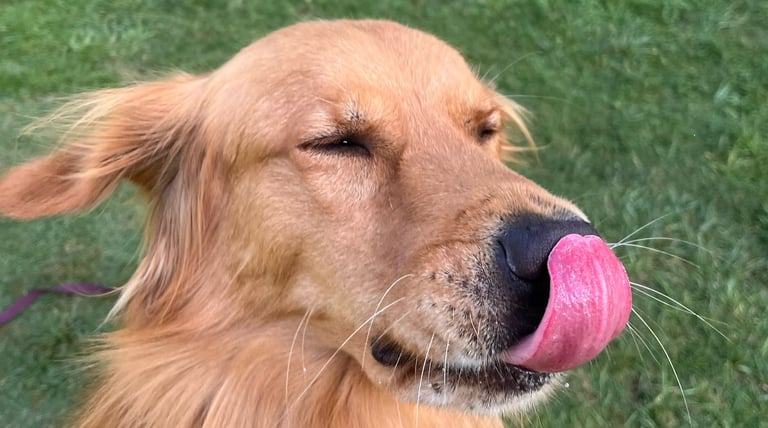 Guarderia con entrenamiento para perros