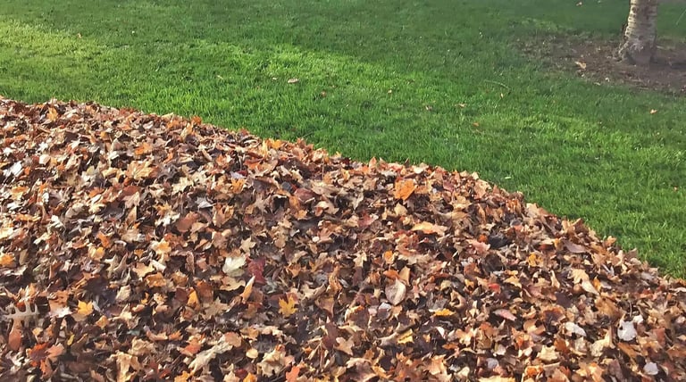 A pile of autumn leaves by the curb after being cleared from a green lawn, with trees and grass.