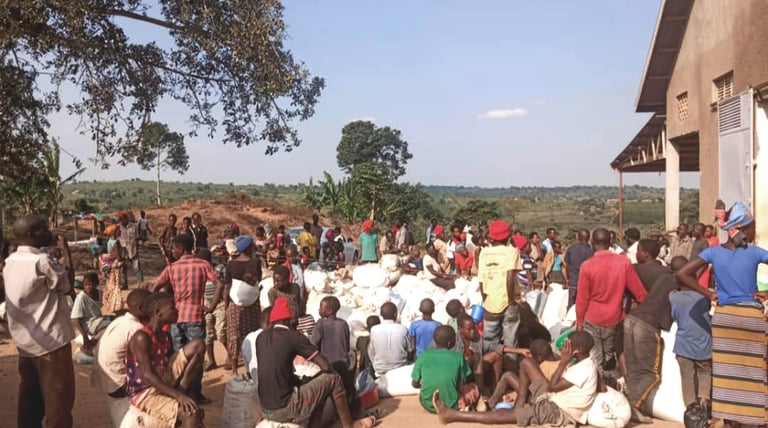 braccianti nei campi di caffè in Uganda durante il raccolto