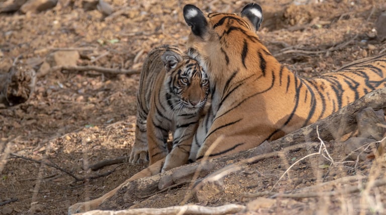 A tigress and her cub snuggling in the wild
