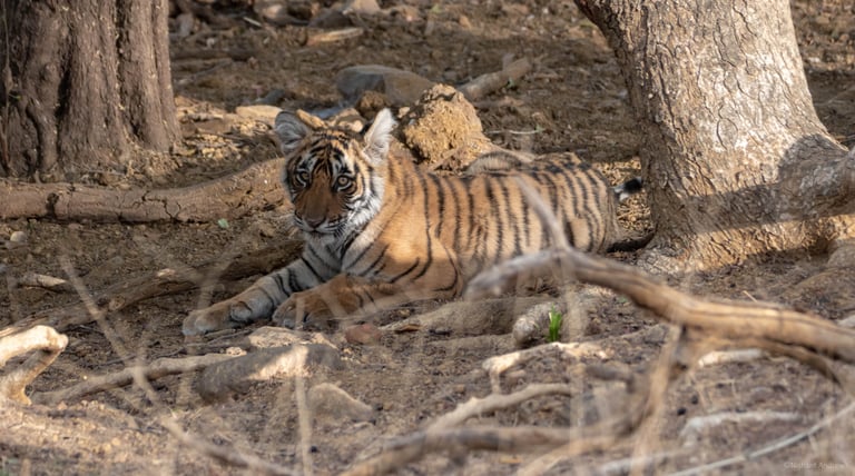 a Bengal tiger cub sitting in the shade of a tree.