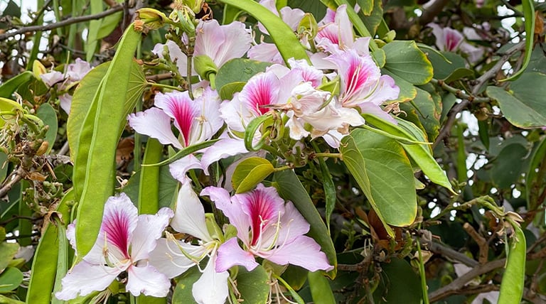 kanchnar gugggulu for cancer