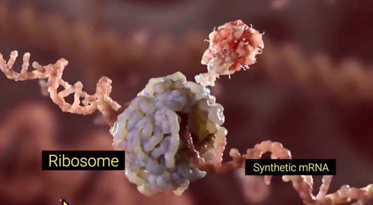 Ribosome in cell read the synthetic mRNA strand and produce spike protein.
