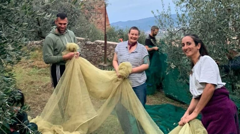 three smiling people hold olive picking net in olive grove