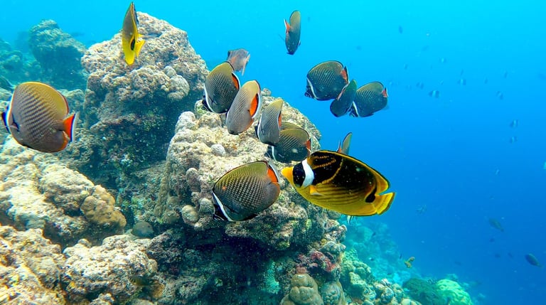 COMO Cocoa Island Maldives house reef snorkelling