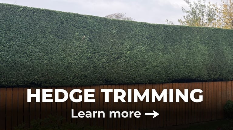 clean finish to a leylandii hedge trimmed