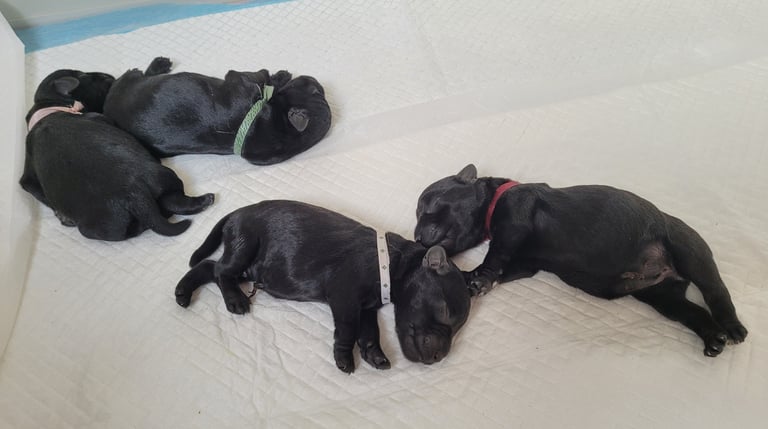 Chiots schnauzers nains noirs à la naissance