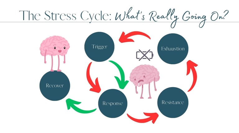 A depiction of the stress cycle