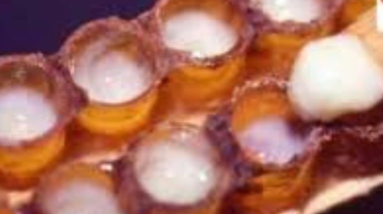 begins to manifest within a timeframe of 2 to 6 weeks with consistent use