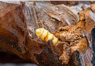 Termites entrain de creuser dans le bois